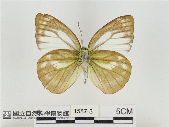 淡褐脈粉蝶藏品圖，第2張