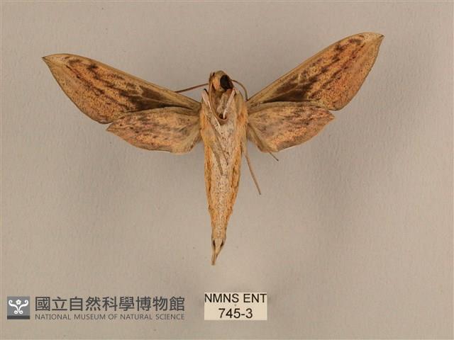 背線天蛾藏品圖，第2張