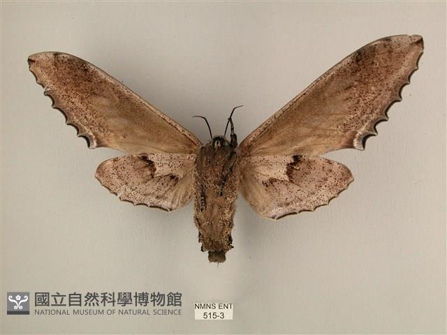 臺灣鋸翅天蛾藏品圖，第2張