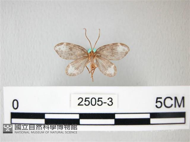 臺灣卵翅蛾藏品圖，第2張