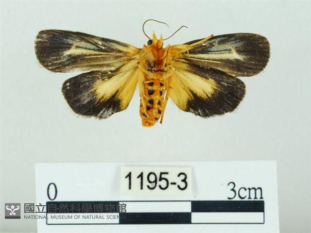 黃肩奇蛾藏品圖，第2張