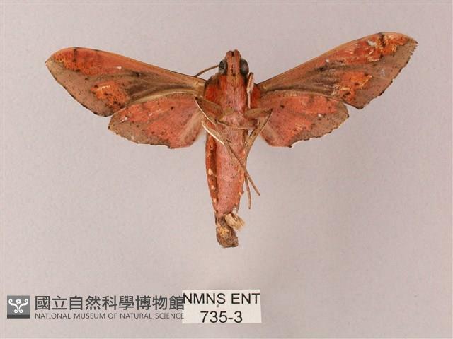 雙斑白肩天蛾藏品圖，第2張