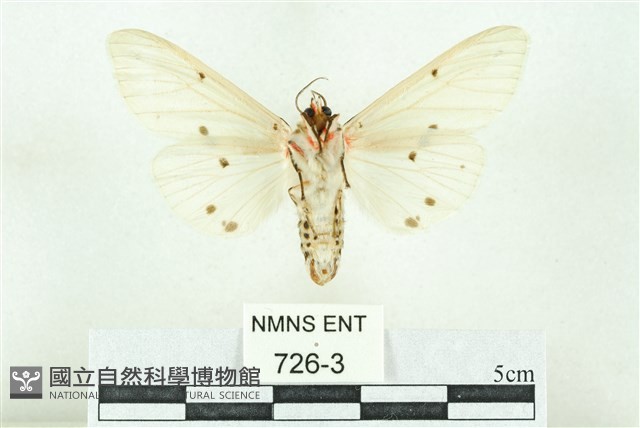 菊池污燈蛾藏品圖，第2張