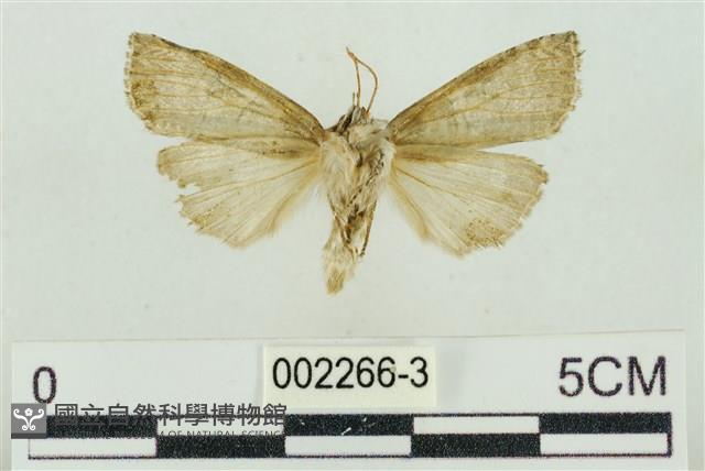 帶波紋蛾藏品圖，第2張
