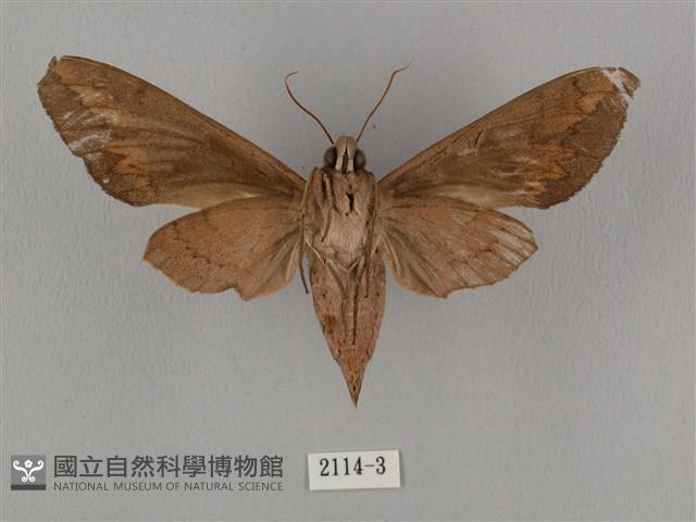 鋸線天蛾藏品圖，第2張