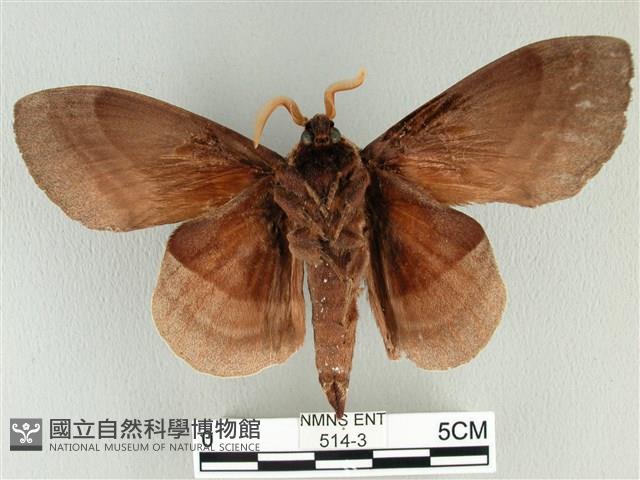 松大毛蟲藏品圖，第2張