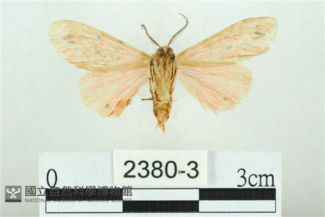 三條橙燈蛾藏品圖，第2張