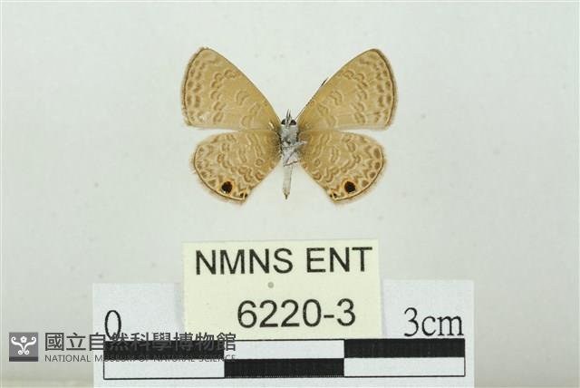 Accession Number:006220-00003 Collection Image, Figure 2, Total 3 Figures