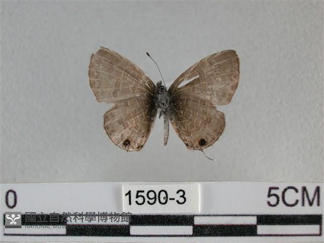 波灰蝶藏品圖，第2張