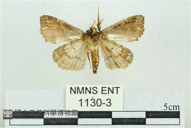 粉紅帶散紋夜蛾藏品圖，第2張