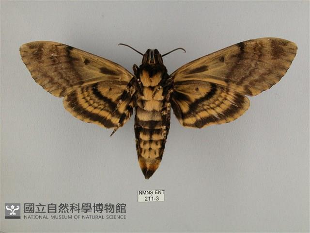 鬼臉天蛾藏品圖，第2張