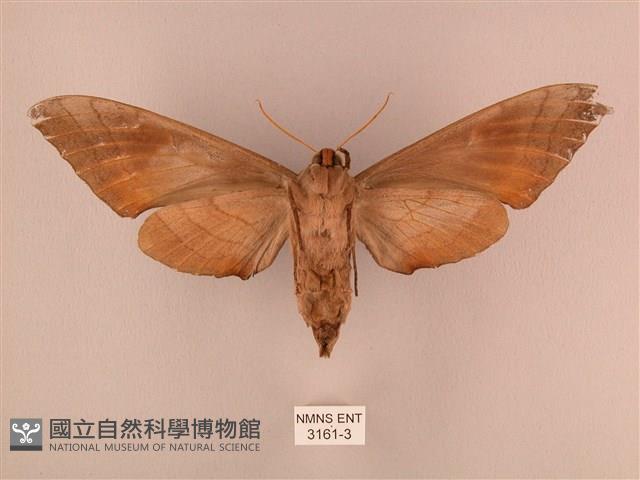 栗六點天蛾藏品圖，第2張