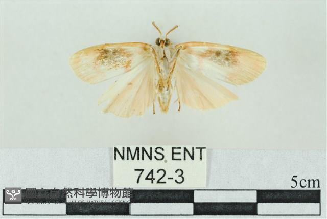 臺雪苔蛾藏品圖，第2張