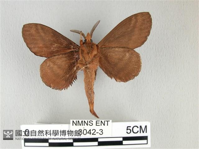 黃斑枯葉蛾藏品圖，第2張