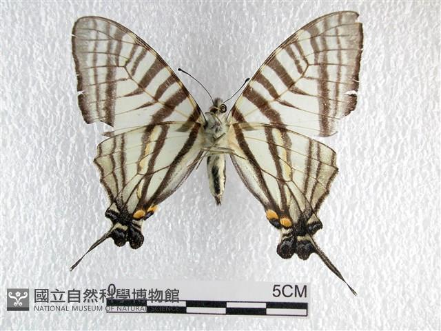 劍鳳蝶藏品圖，第2張