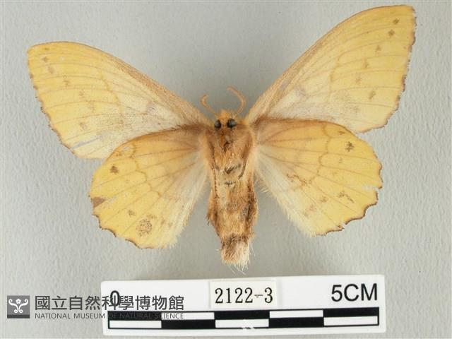 青枯葉蛾藏品圖，第2張