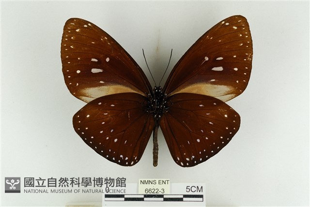 大紫斑蝶藏品圖，第2張
