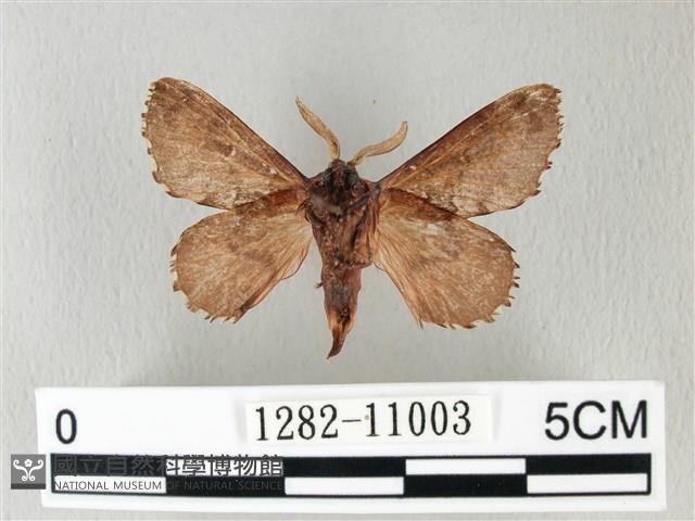 銀肩枯葉蛾藏品圖，第2張