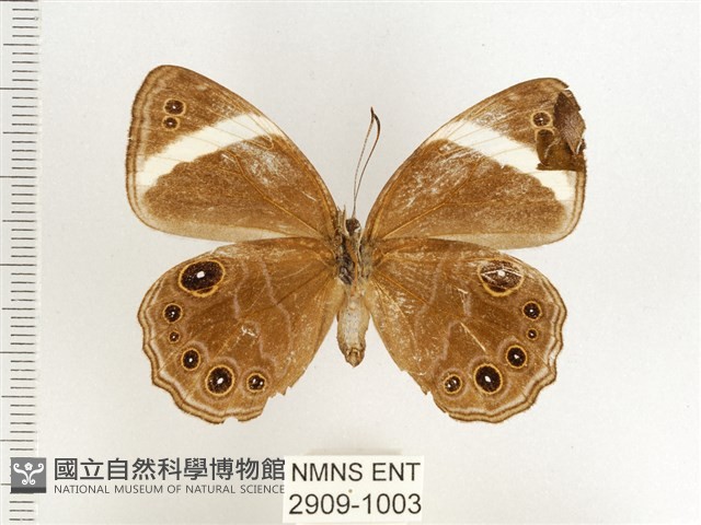 玉帶黛眼蝶藏品圖，第2張