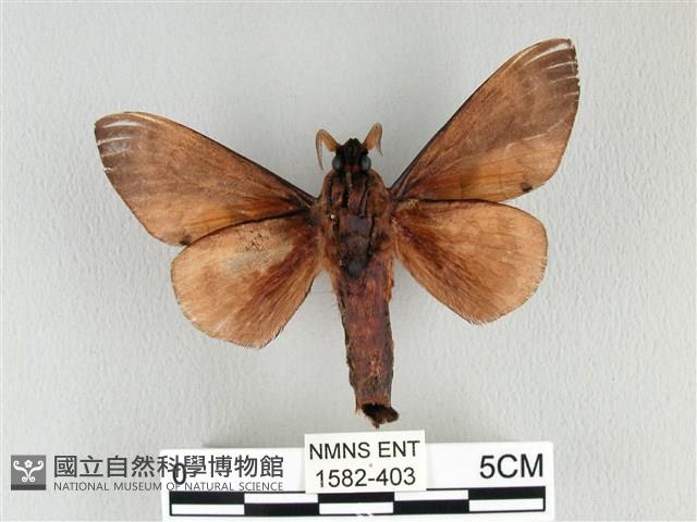 大褐斑枯葉蛾藏品圖，第2張