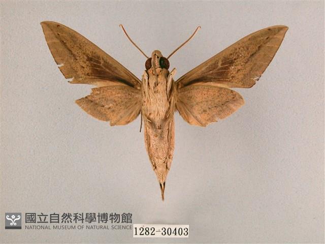 背帶斜紋天蛾藏品圖，第2張