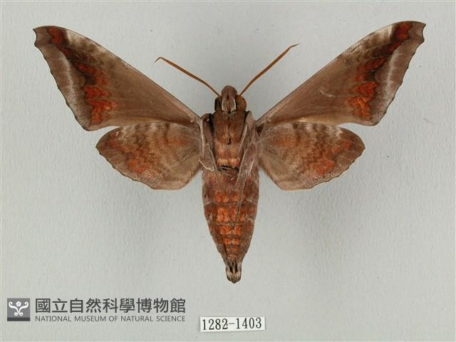 全緣缺角天蛾藏品圖，第2張