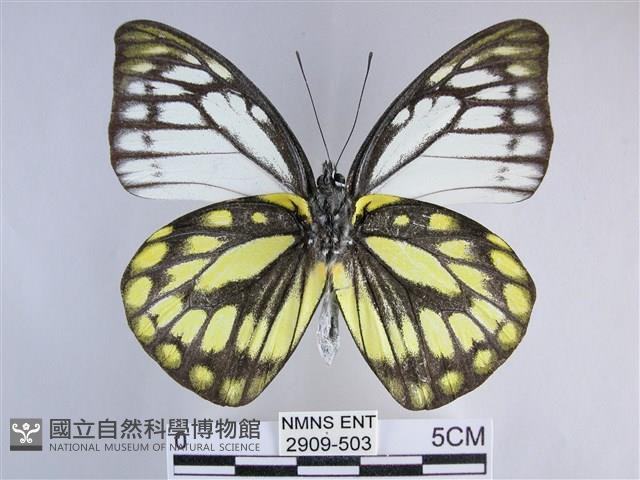 鋸粉蝶藏品圖，第2張