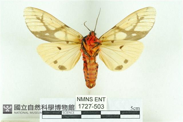 乳白斑燈蛾藏品圖，第2張