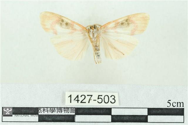 臺雪苔蛾藏品圖，第2張