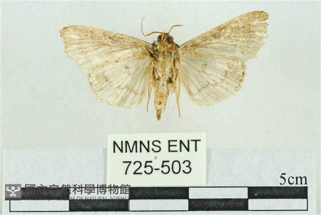 粉紅帶散紋夜蛾藏品圖，第2張