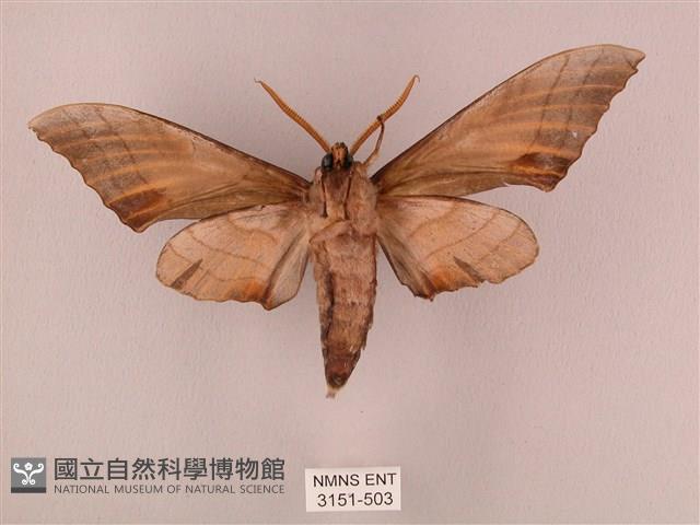 栗六點天蛾藏品圖，第2張