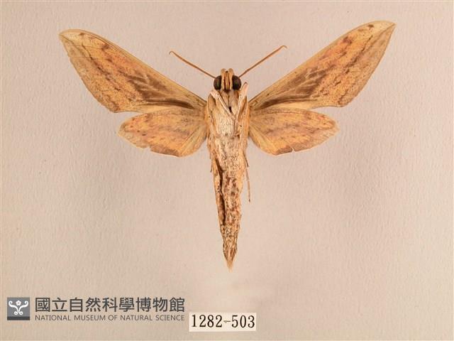 背線天蛾藏品圖，第2張