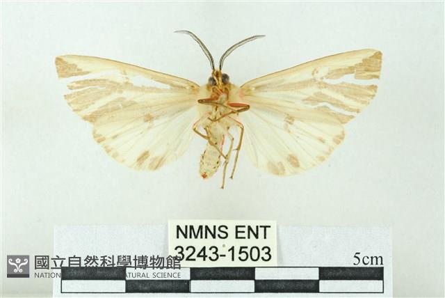 赭新污燈蛾藏品圖，第2張