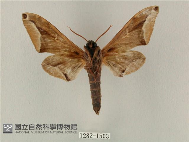 白點天蛾 藏品圖，第2張