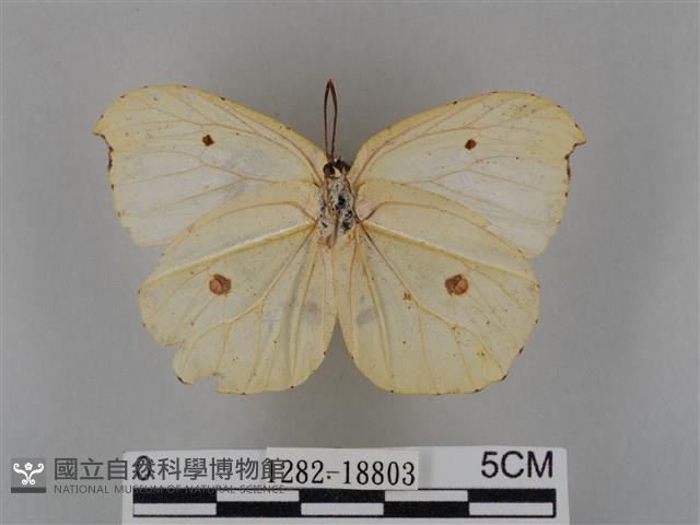 圓翅鉤粉蝶藏品圖，第2張