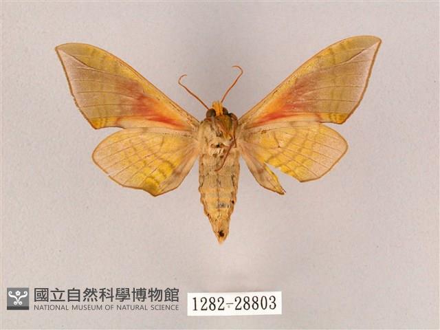 榆綠天蛾藏品圖，第2張