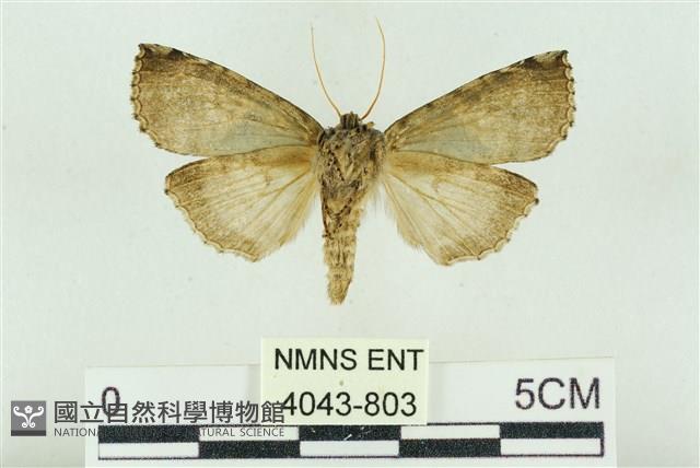 基黑新波紋蛾藏品圖，第2張