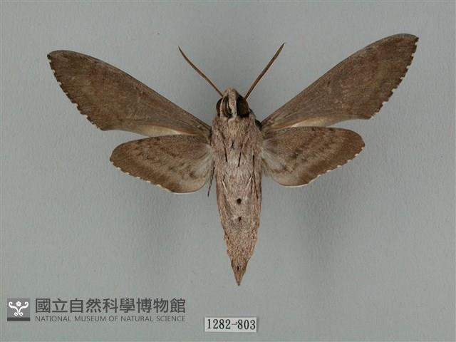 蝦殼天蛾藏品圖，第2張