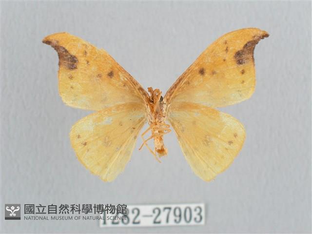 銀斑黃鉤蛾藏品圖，第2張