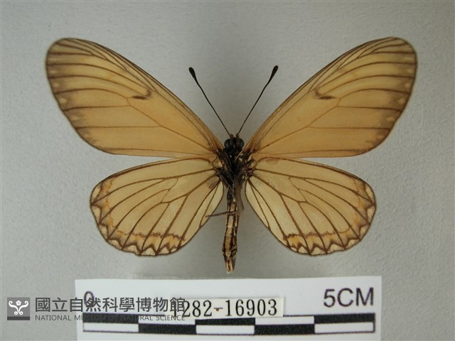 苧麻細蝶藏品圖，第2張
