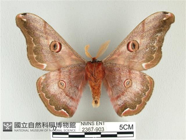 綠目天蠶蛾藏品圖，第2張