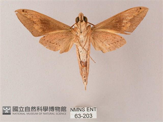 直翅斜紋天蛾藏品圖，第2張