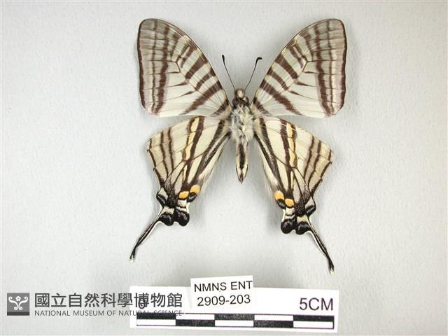 劍鳳蝶藏品圖，第2張