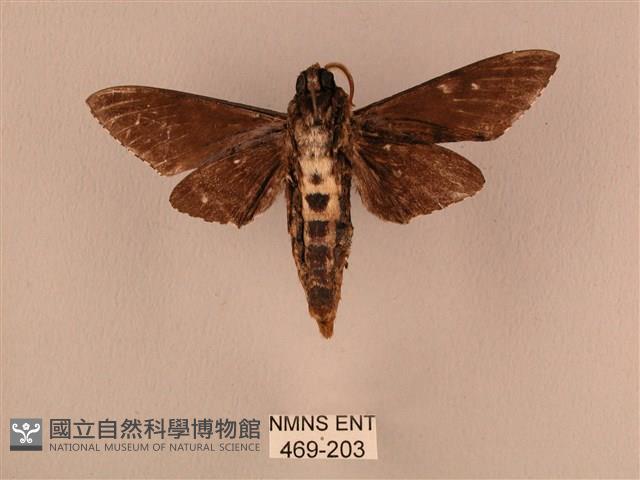 白星天蛾藏品圖，第2張