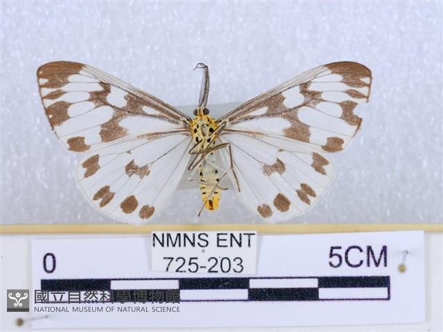 粉蝶燈蛾藏品圖，第2張