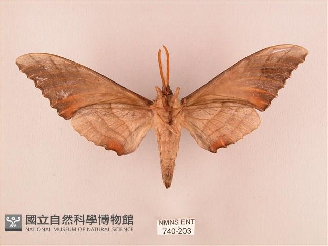 栗六點天蛾藏品圖，第2張