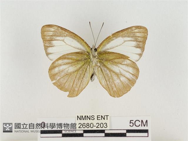 淡褐脈粉蝶藏品圖，第2張