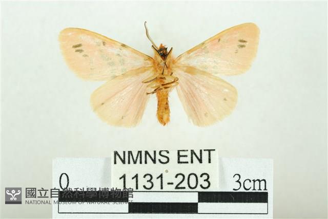 三條橙燈蛾藏品圖，第2張