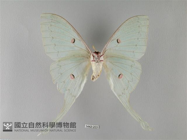 臺灣長尾水青蛾藏品圖，第2張