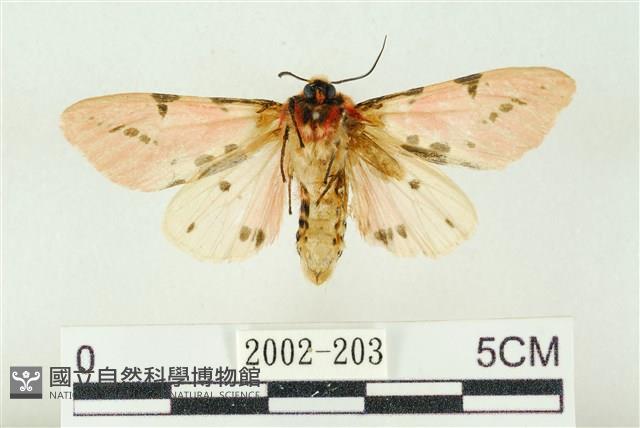 棍棒污燈蛾藏品圖，第2張